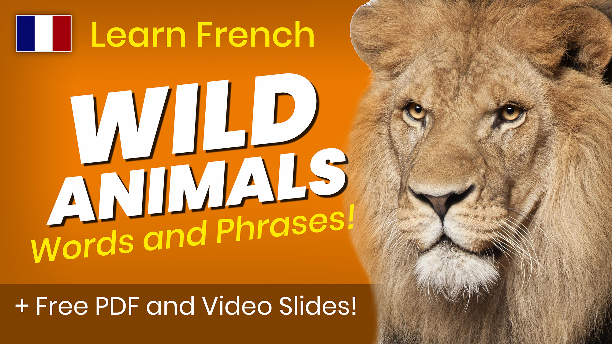 Wild Animals in French – free PDF and Video Slides – Multingua