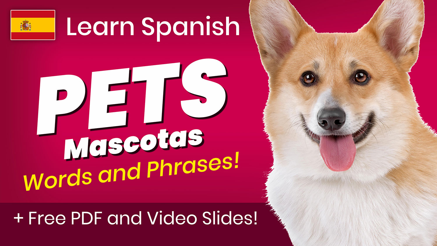 Pets In Spanish Words And Phrases 